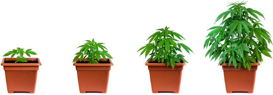 wietplant-groei-verloop-groeiperiode Wietplant groeiperiode verloop