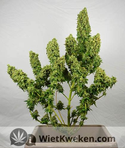 wietplant-knippen-na-oogsten wietplant na het oogsten