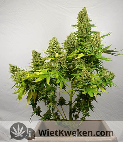 wietplant-knippen-voor-oogsten wietplant knippen en oogsten