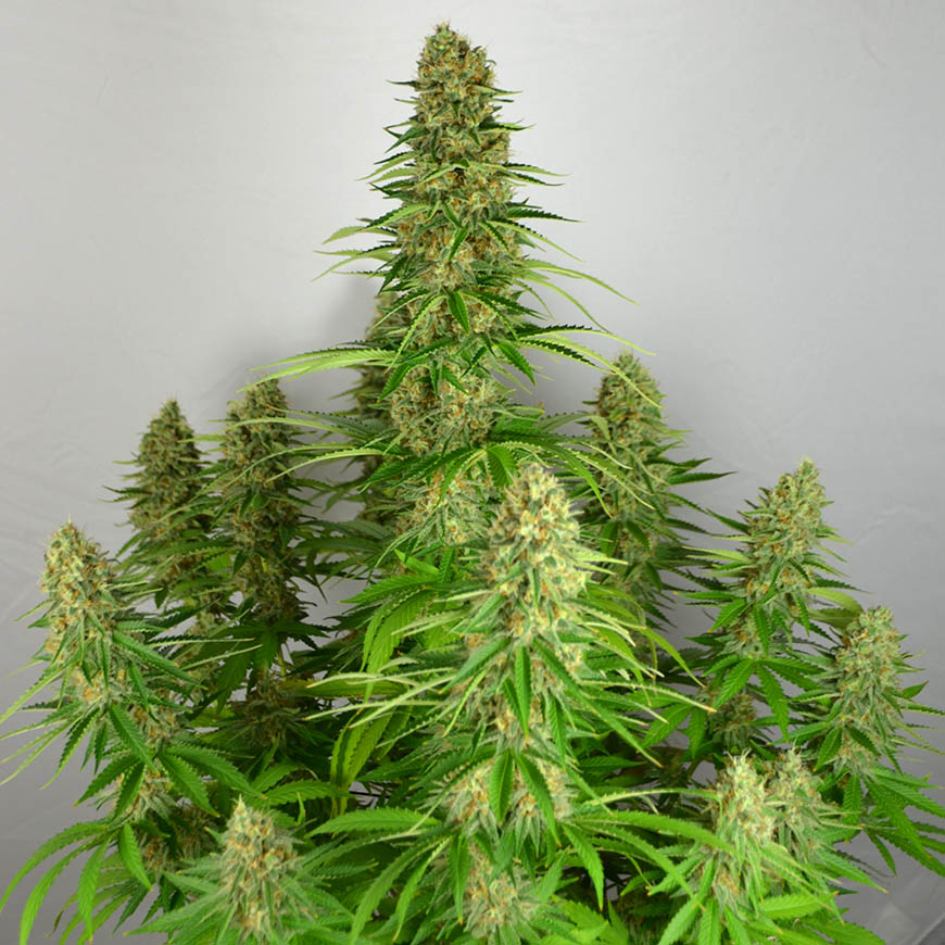 wietplant-silver-haze-bijna-oogstrijp (1) silver haze bloeiende wietplant