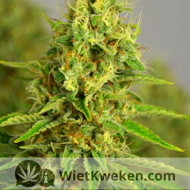 wietplant-top-haze (1) wietplant haze top close up