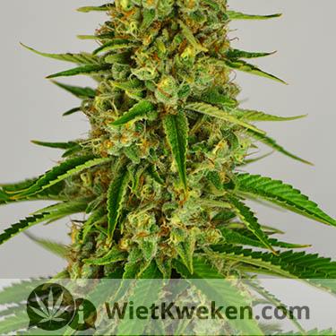 wietplant-top-haze-harde-compacte-toppen (1) silver haze close up bloeiperiode wiet