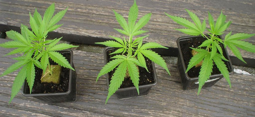 Wietplant kopen of wiet stekken kopen is verboden