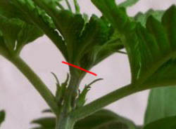 wietplant_fimmen wietplant fimmen waar knippen