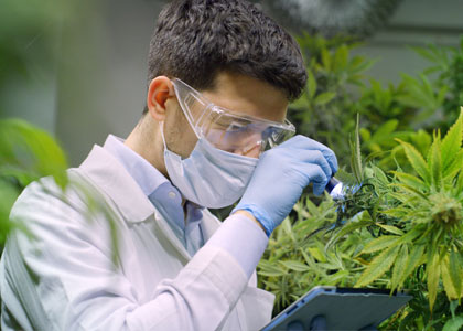 wietplantage-medicinale-cannabis Wietplantage voor medicinale cannabis