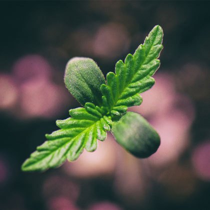 wietplantje-zaailing Wietplantje zaailing