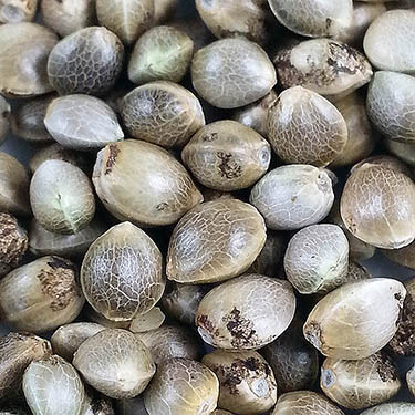 ø; feminised wietzaadjes kopen