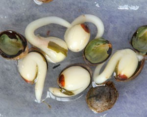 wietzaadjes-ontkiemen-300x240