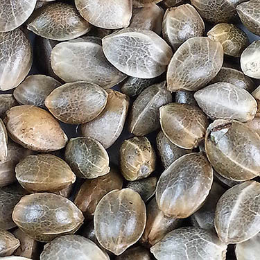 ø; wietzaadjes close up