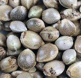 wietzaadjes-voor-eigen-planten Wietzaadjes om legaal een wietplant te kweken.