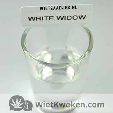 wietzaad ontkiemen in beker water