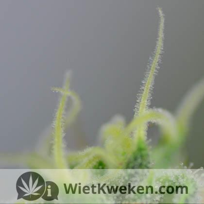 witte-bloeiharen-wietplant wietplant bloei niet oogstrijp