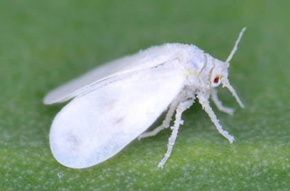 witte vlieg wietplant