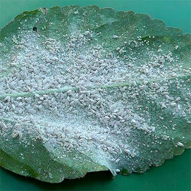 witte vlieg aantasting