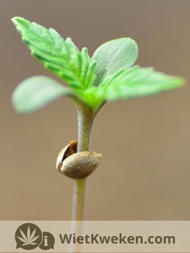 zaailing-amnesia-haze-plantje Zaailing Amnesia Haze plantje