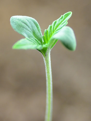 zaailing-power-plant Zaailing power plant