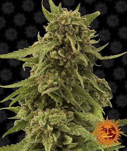 CBD Critical Cure van Barneys Farm