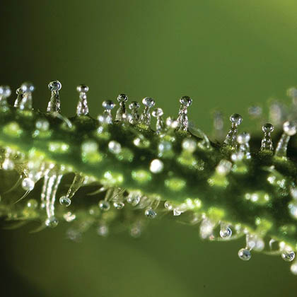 THC wiet trichomen macro