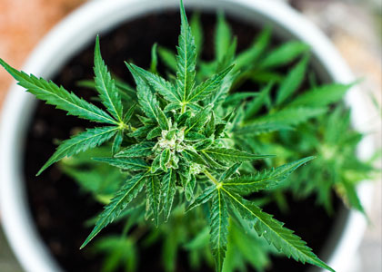 Cannabis Sativa wietplant