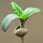De zaailing (het jonge plantje)