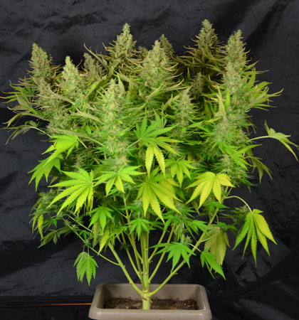 Oogstrijpe White Widow autoflower plant