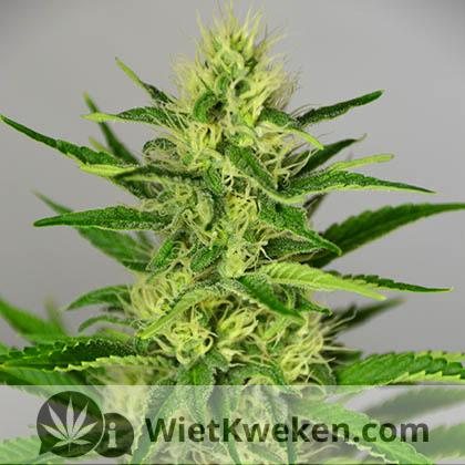 silver haze 3e week bloei