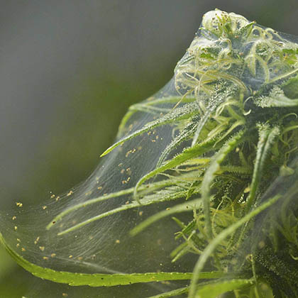 Je ziet op deze wietplant duidelijk het web wat spint maakt.