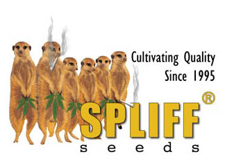 spliff seeds