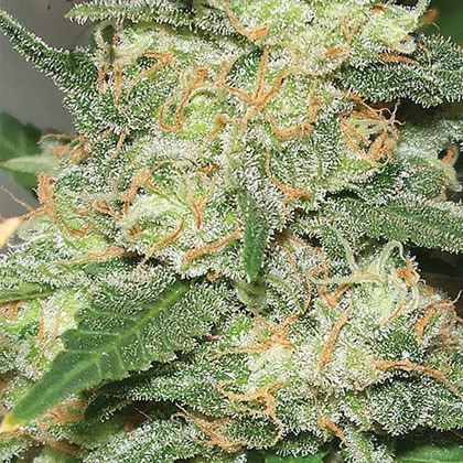 White Widow - Vision Seeds