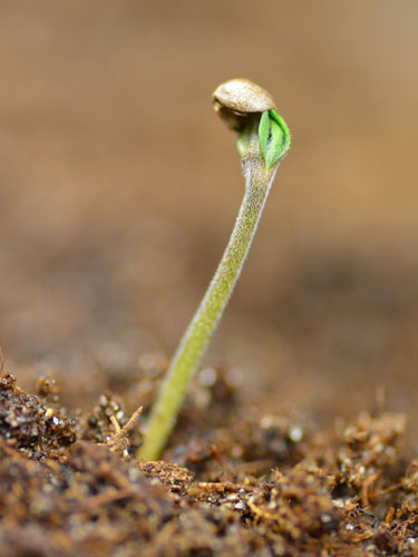 Een zaailing (jong wietplantje) van de white widow